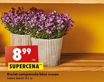 Biedronka Campanula blue ocean oferta