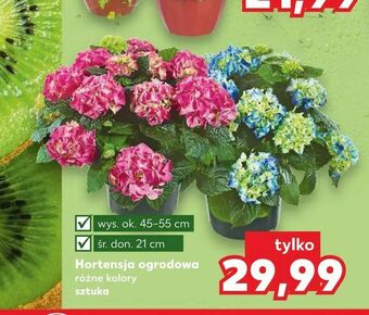 Kaufland Hortensja ogrodowa oferta