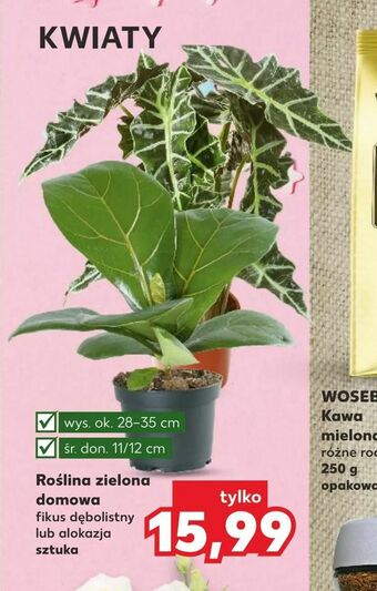 Kaufland Roślina zielona domowa oferta