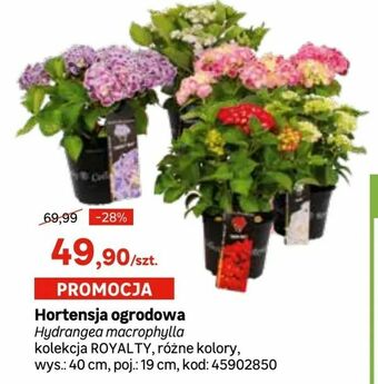 Leroy Merlin Hortensja ogrodowa oferta