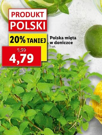 Lidl Polska mięta w doniczce oferta