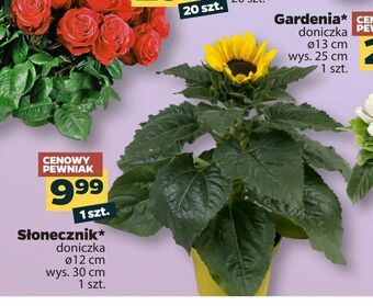 Netto Słonecznik oferta