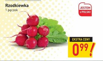 Stokrotka Rzodkiewka oferta