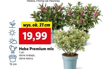 Lidl Hebe oferta