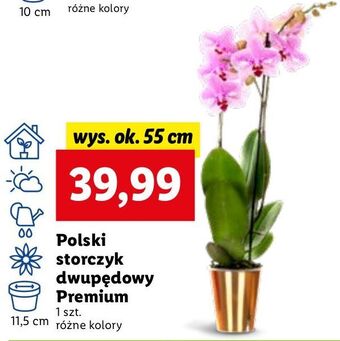 Lidl Storczyk dwupędowy premium 11.5 cm oferta