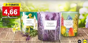 Lidl Świeca zapachowa hyacinth & tulip oferta