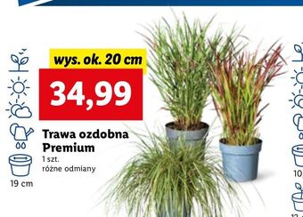 Lidl Trawa ozdobna oferta
