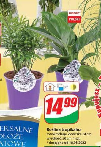 Dino Roślina tropikalna don. 14 cm oferta