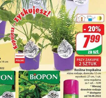 Dino Roślina tropikalna 12 cm oferta