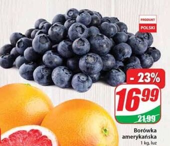 Dino Borówka amerykańska oferta