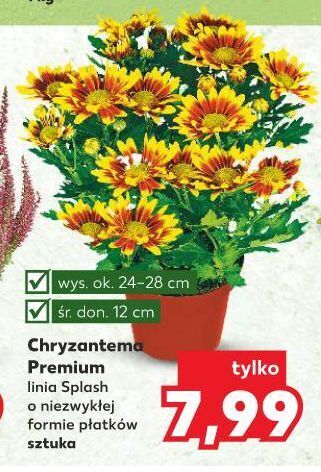 Kaufland Chryzantema splash w don. 12 cm oferta