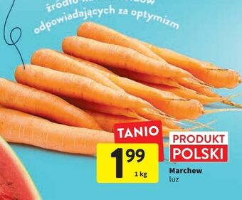 Intermarche Marchew oferta