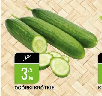 bi1 Ogórki krótkie oferta