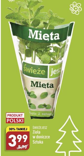 ALDI Mięta świeże jesz oferta
