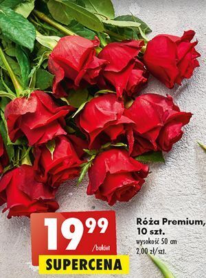 Biedronka Róże 50 cm oferta