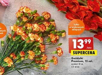 Biedronka Goździki premium 50 cm oferta