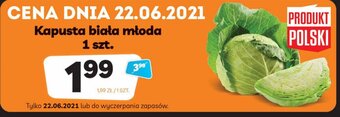 Delfin Kapusta biała młoda 1szt. oferta