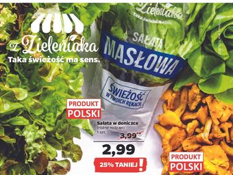 Netto Sałata masłowa z zieleniaka netto oferta