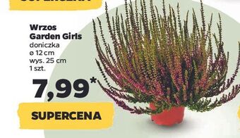 Netto Wrzos garden girls oferta
