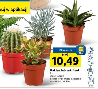 Lidl Kaktus oferta