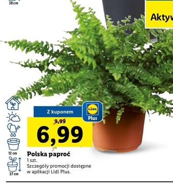 Lidl Paproć oferta