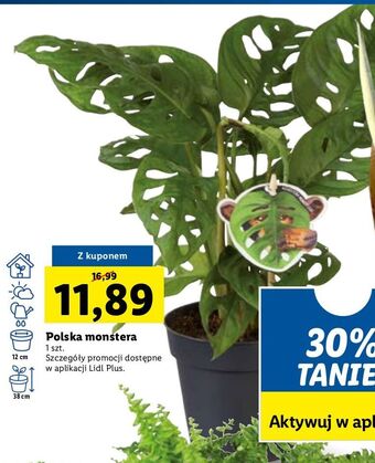 Lidl Monstera oferta