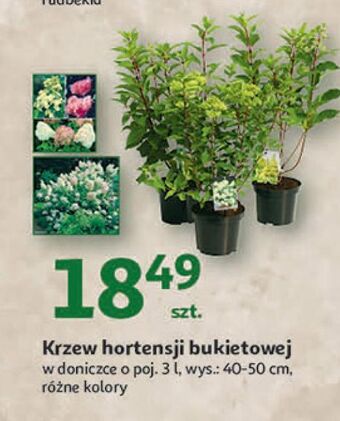 Hortensja bukietowa