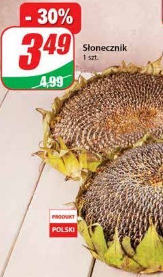 Dino Słonecznik oferta