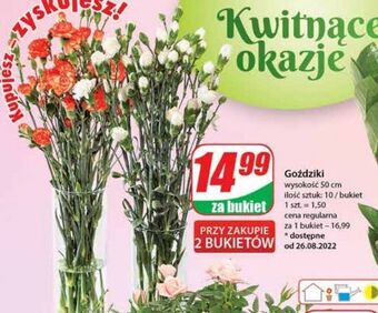 Dino Goździki oferta