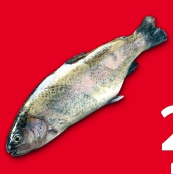 Selgros Pstrąg tęczowy oferta