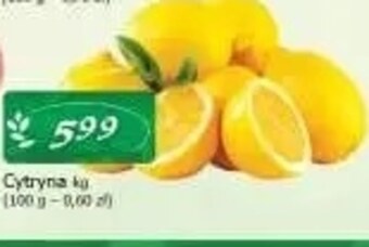 Cezar Delikatesy Cytryna oferta