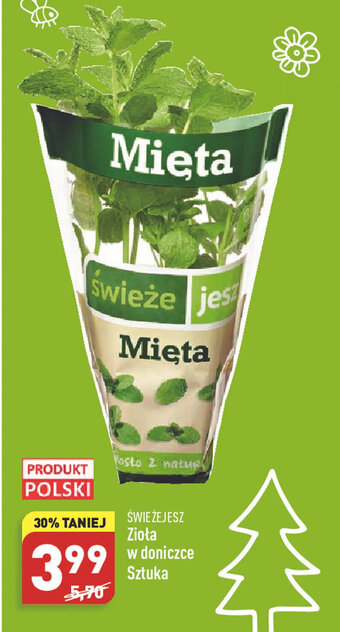 ALDI Świeżejesz Zioła w doniczce oferta