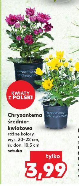 Kaufland Chryzantema średniokwiatowa w doniczce 10.5 cm oferta