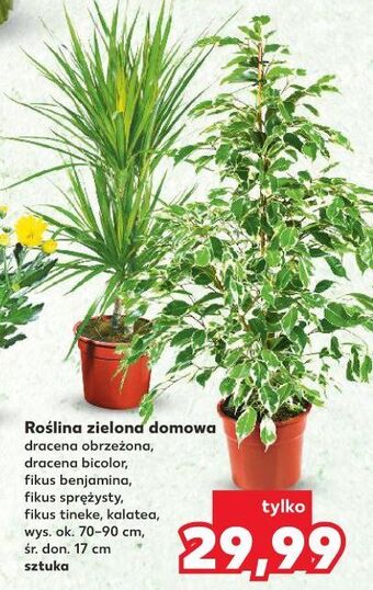 Kaufland Fikus elast tineke don. 13 cm oferta