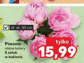 Kaufland Piwonie oferta