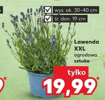 Kaufland Lawenda XXL oferta