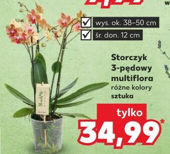 Kaufland Storczyk 3-pędowy oferta