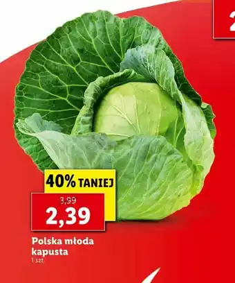 Lidl Polska młoda kapusta oferta