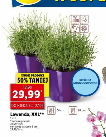 Lidl Lawenda, XXL oferta