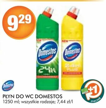 Stokrotka Płyn do wc domestos oferta