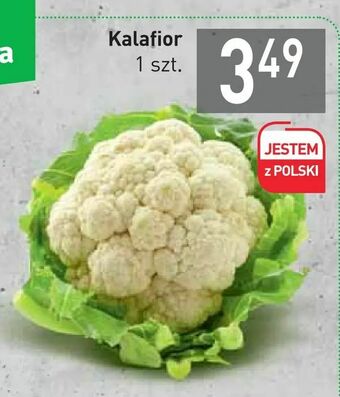Stokrotka Kalafior oferta