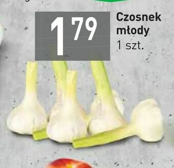 Stokrotka Czosnek młody oferta