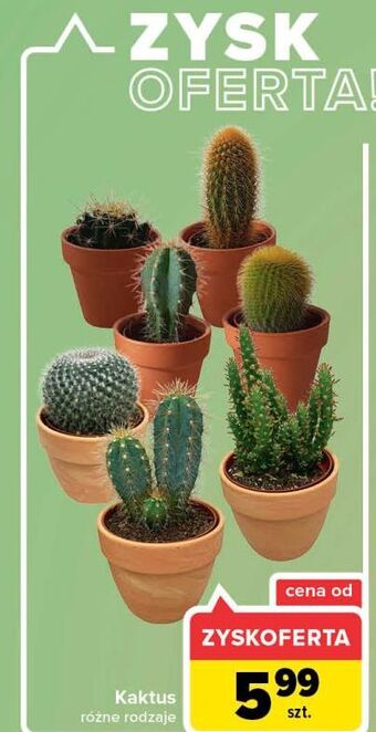 Carrefour Kaktus oferta