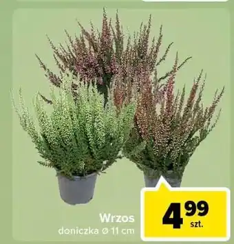 Wrzos 11 cm