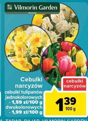 Carrefour Cebulka narcyza vilmorin garden oferta