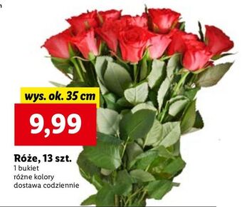 Lidl Róże 35 cm oferta