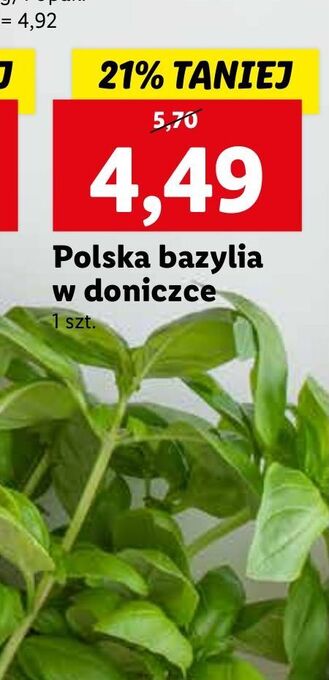 Lidl Bazylia w doniczce oferta
