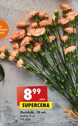 Biedronka Goździki 50 cm oferta