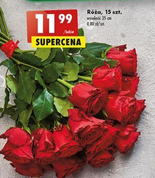 Biedronka Róże 35 cm oferta