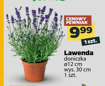 Netto Lawenda oferta